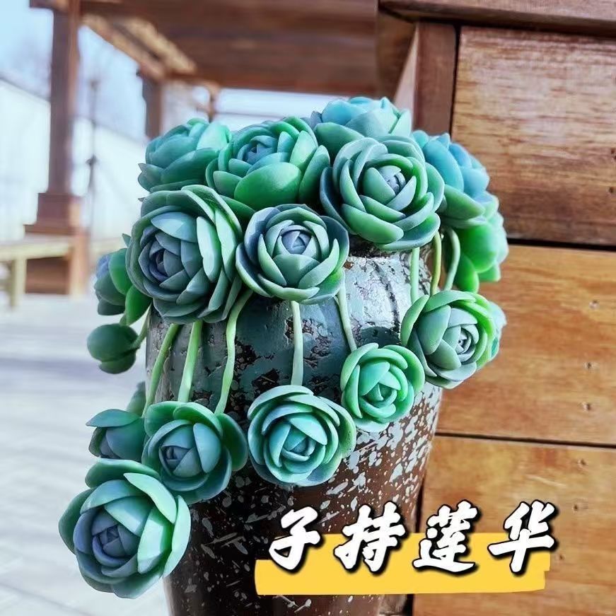 子持莲华爆盆群生多头多肉垂吊多肉植物超可爱超萌迷你莲花包子状