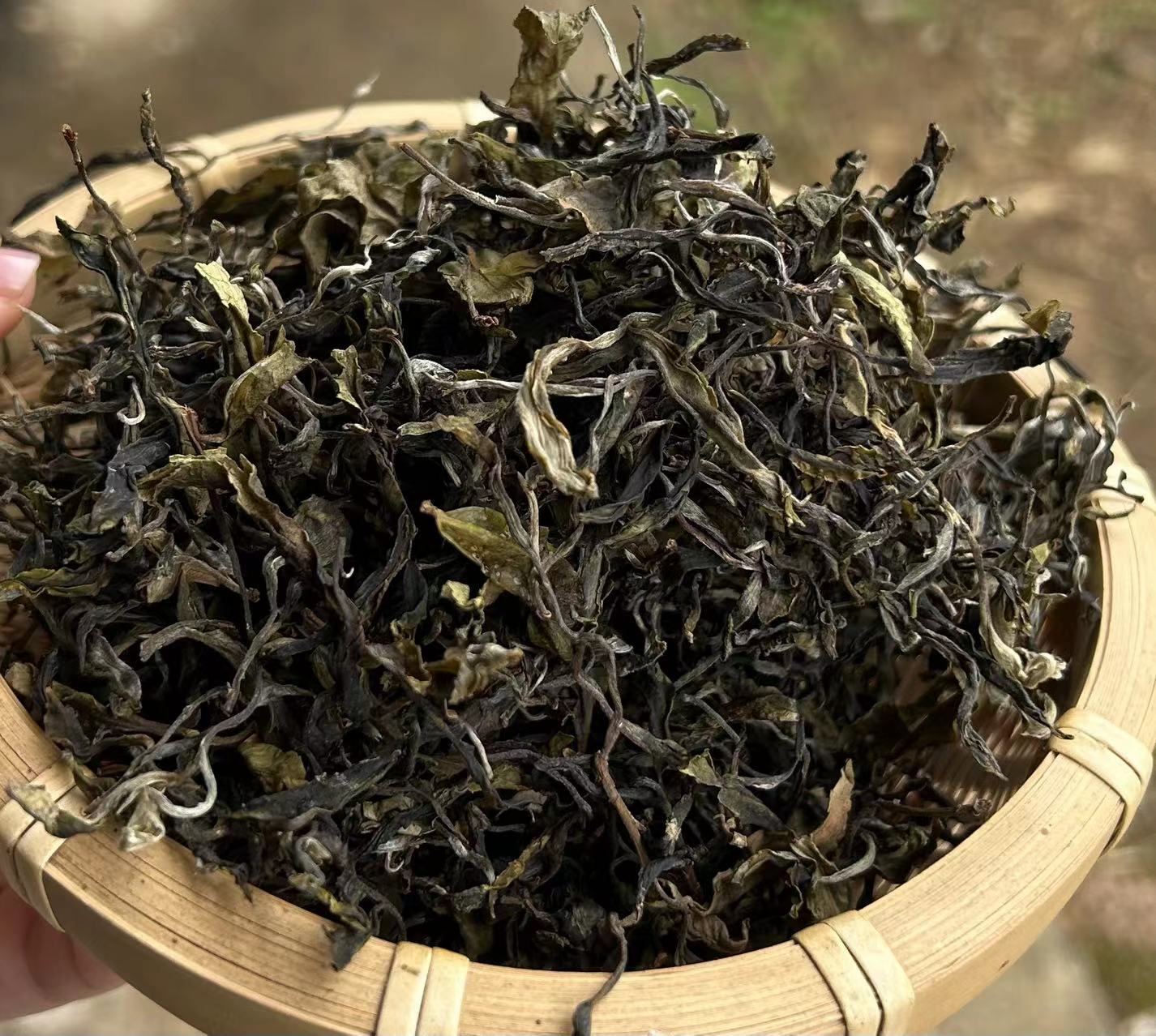 【老班章155号 】2025年倚邦猫耳朵 龙珠 100克 生茶