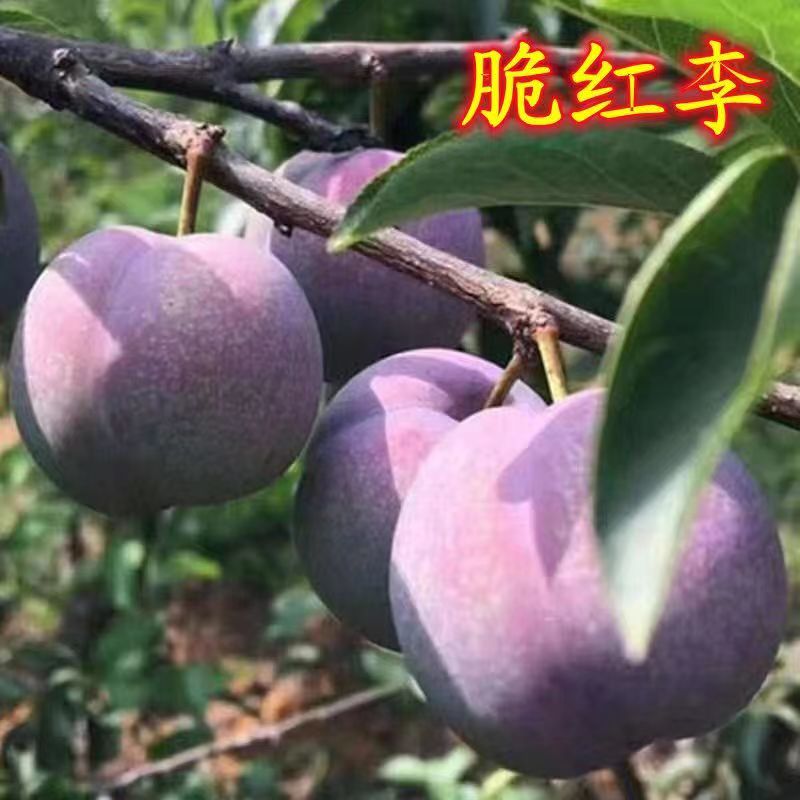 脆红李子树苗晚熟脱骨李树苗嫁接苗南方北方种植盆栽地栽室内阳台