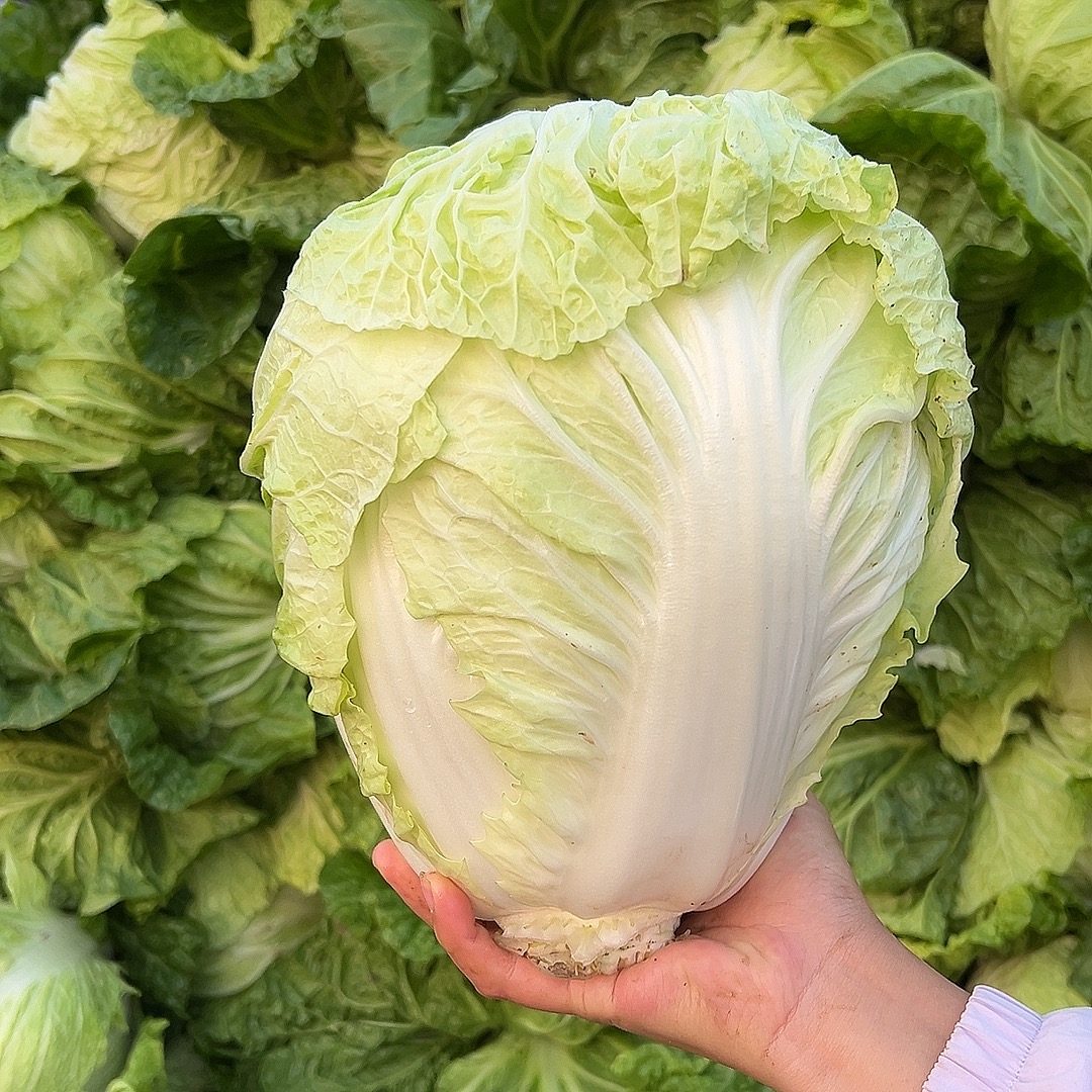 河南老家大白菜露天种植新鲜采摘发出脆甜好吃农家鸡腿大白菜