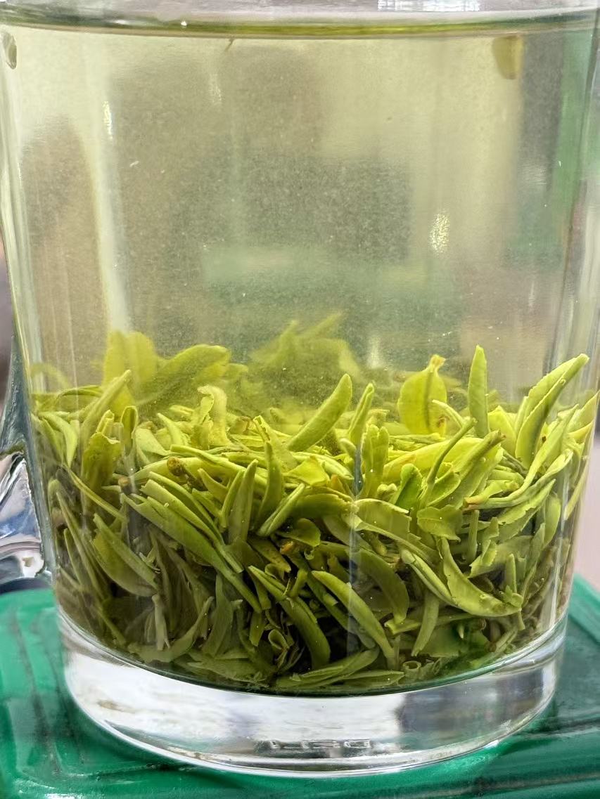 【四望山】2025信阳毛尖飞机头茶. 鲜嫩春茶