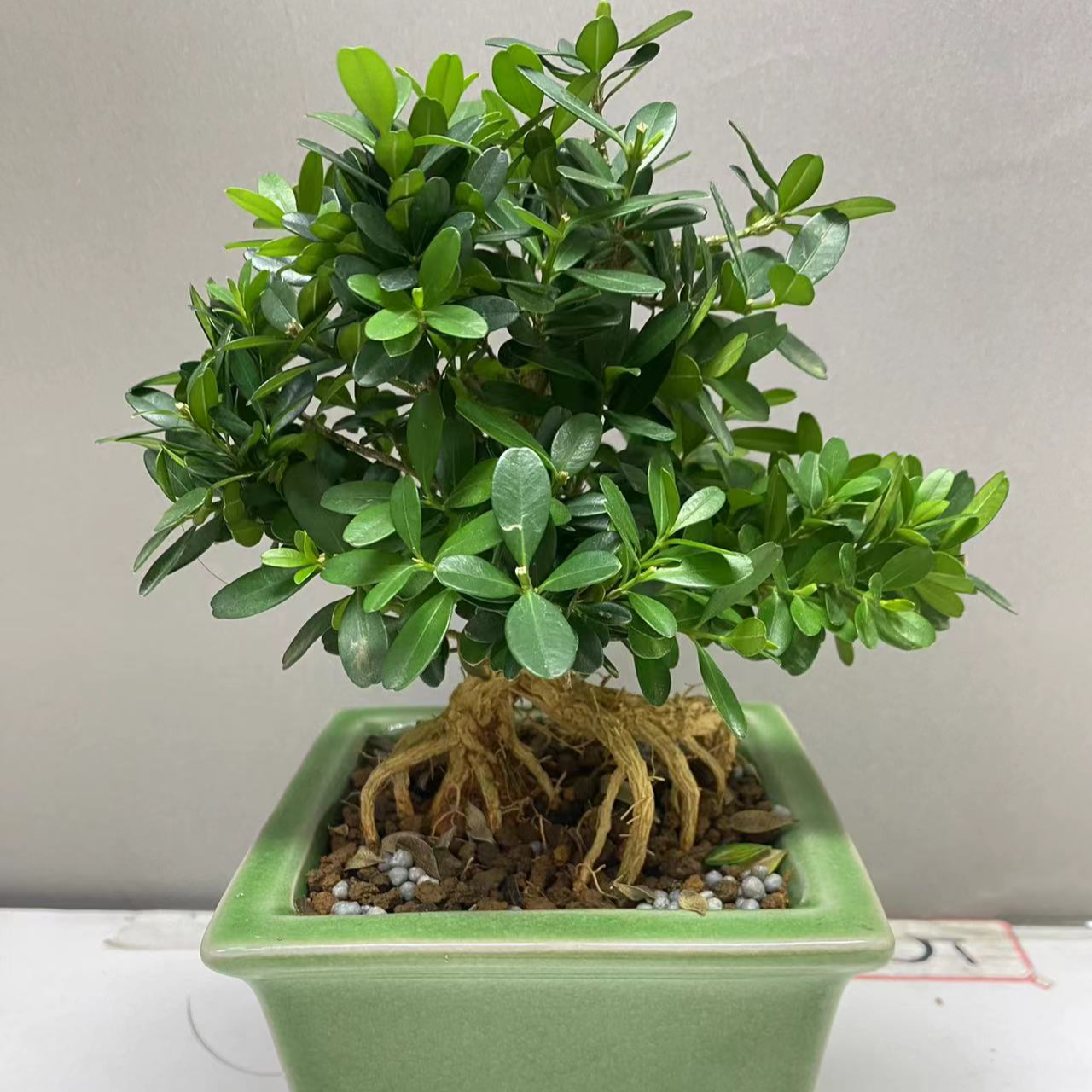 雀舌皱皮黄杨四季常青千年木一物一怕