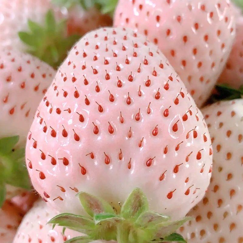 奶油草莓白雪公主草莓室内盆栽白草莓庭院高产高甜草莓苗草莓种子