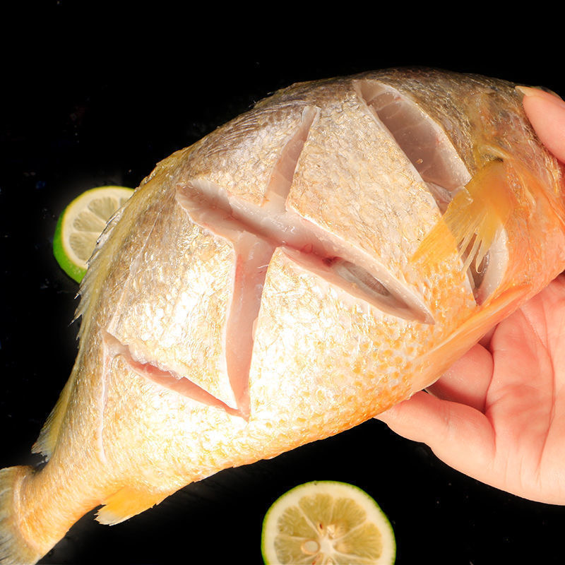  新鲜海味野生大黄鱼冷链发货四条 8两一条