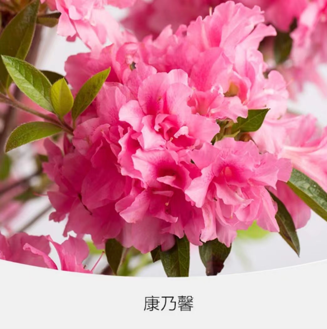 杜鹃 安酷系列（四季开花） 嫁接芽  约2两
