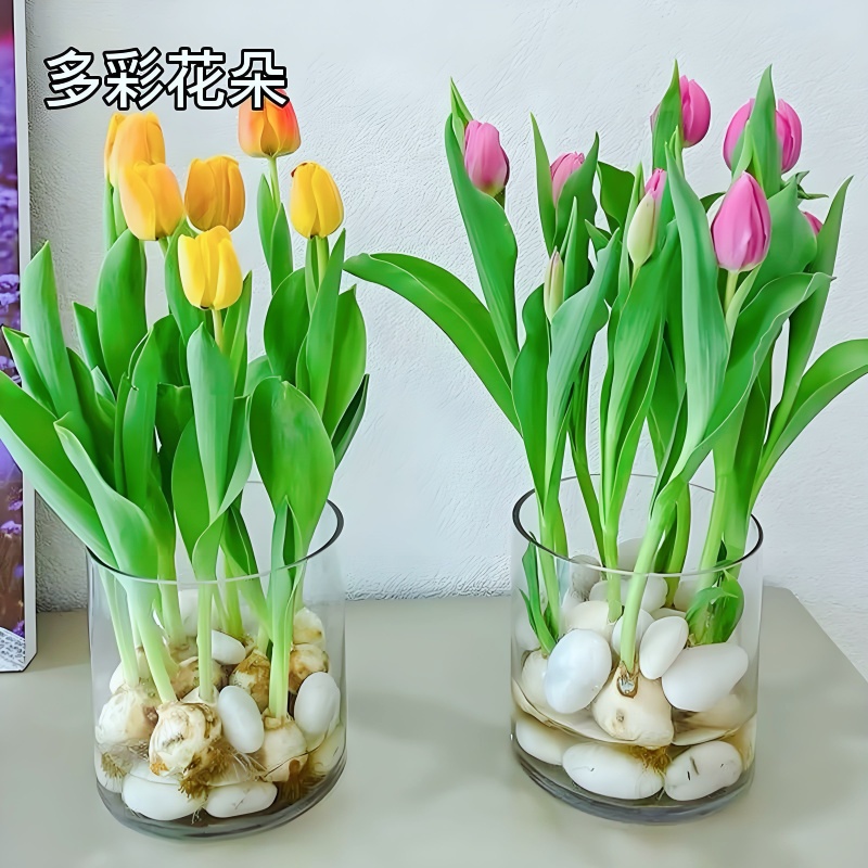 郁金香种球五度球水培土养花卉植物室内外花四季开花种子盆栽种球