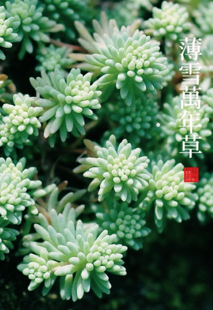 薄雪万年草辅盆神器盆栽花卉绿植盆景