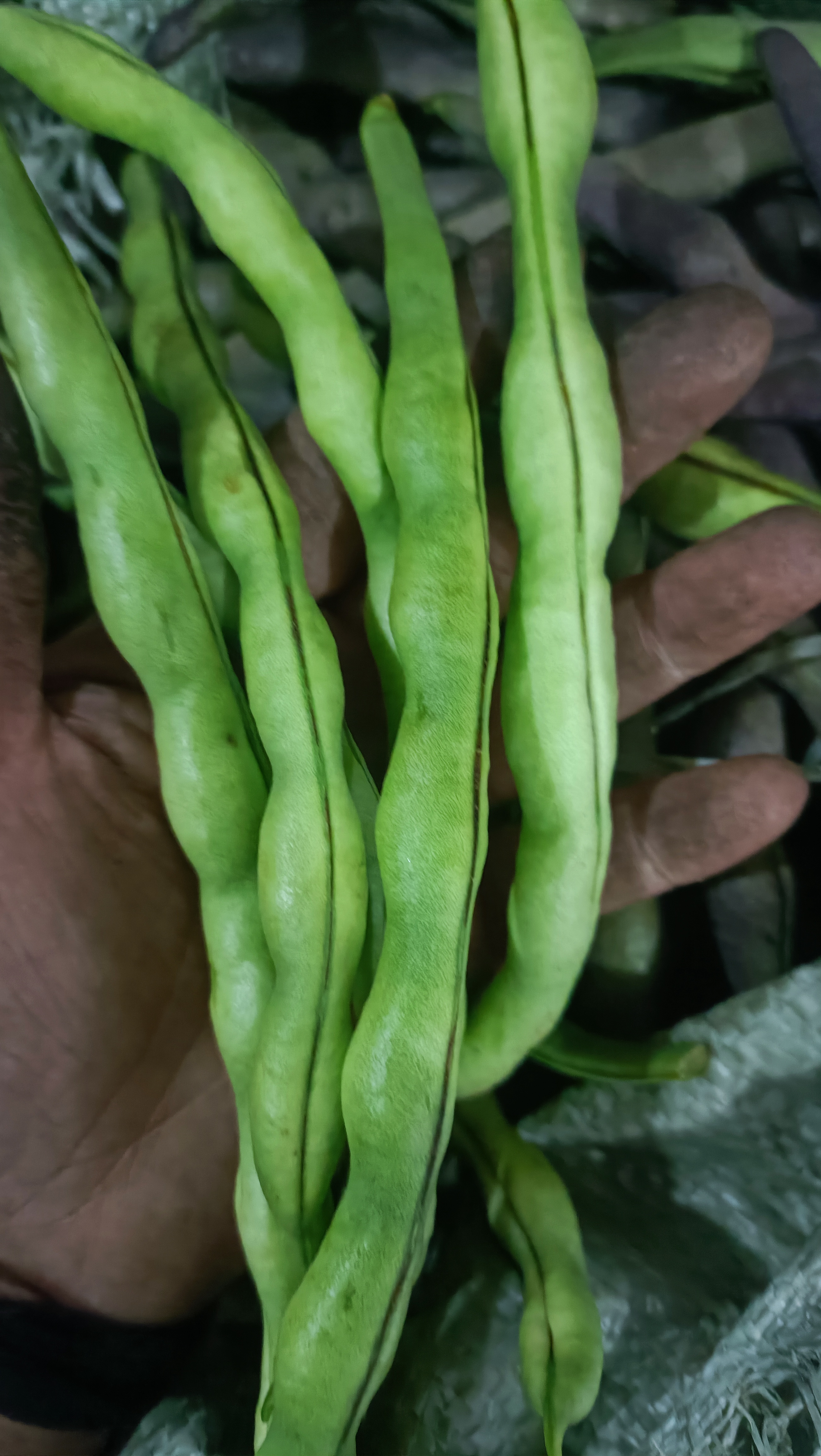 自己家小园的菜长条豆角有微紫色绿色白色随机发不影响口感