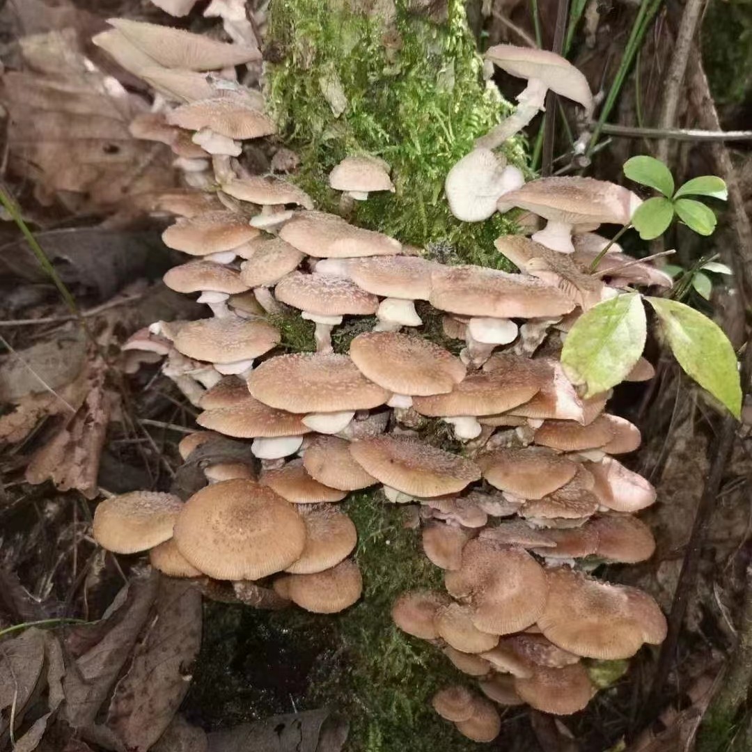 干榛蘑，长白山特产，山区直邮，榛蘑