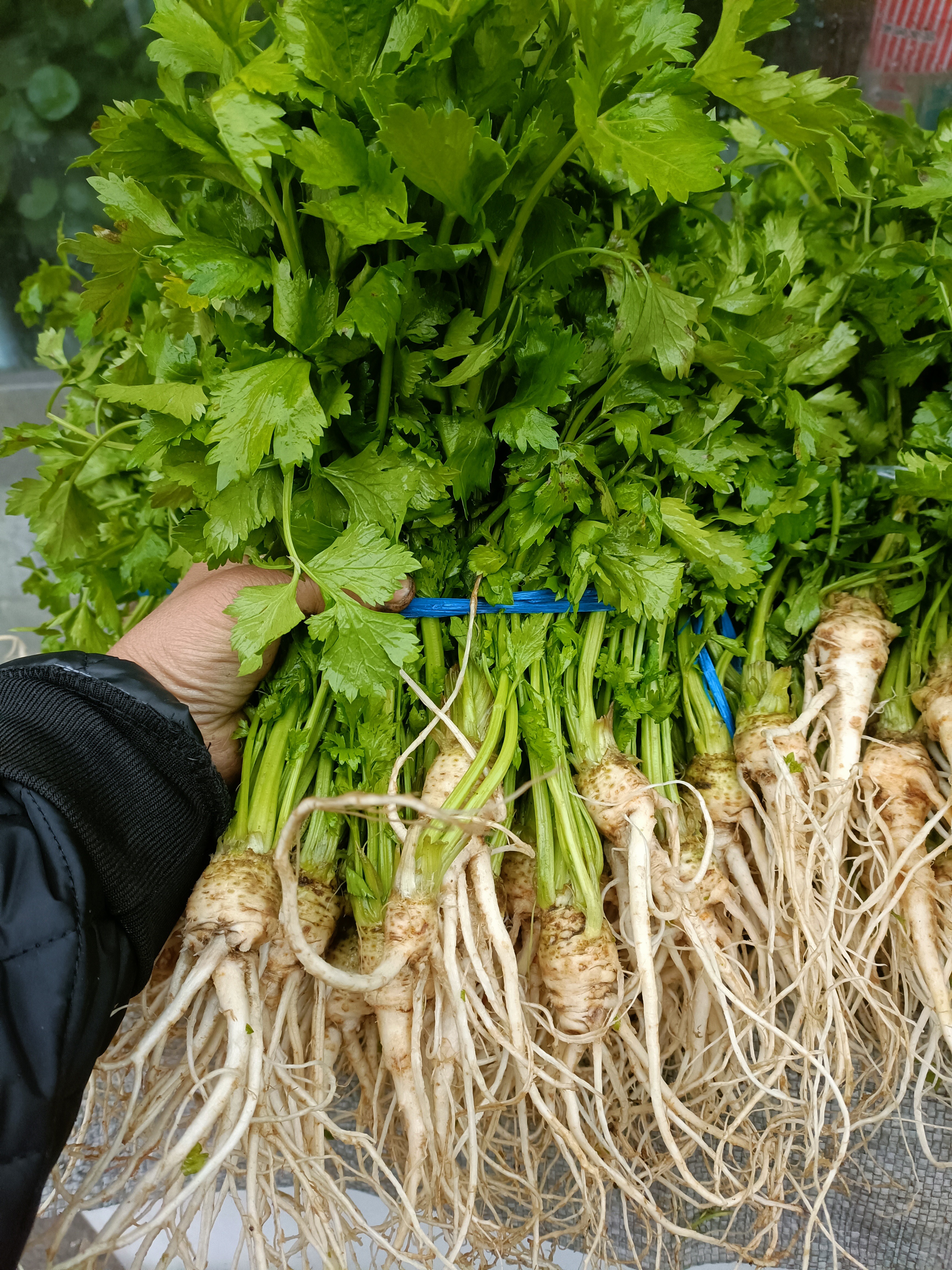 吉林省白山市松树镇自己家小园儿种的芹菜根。