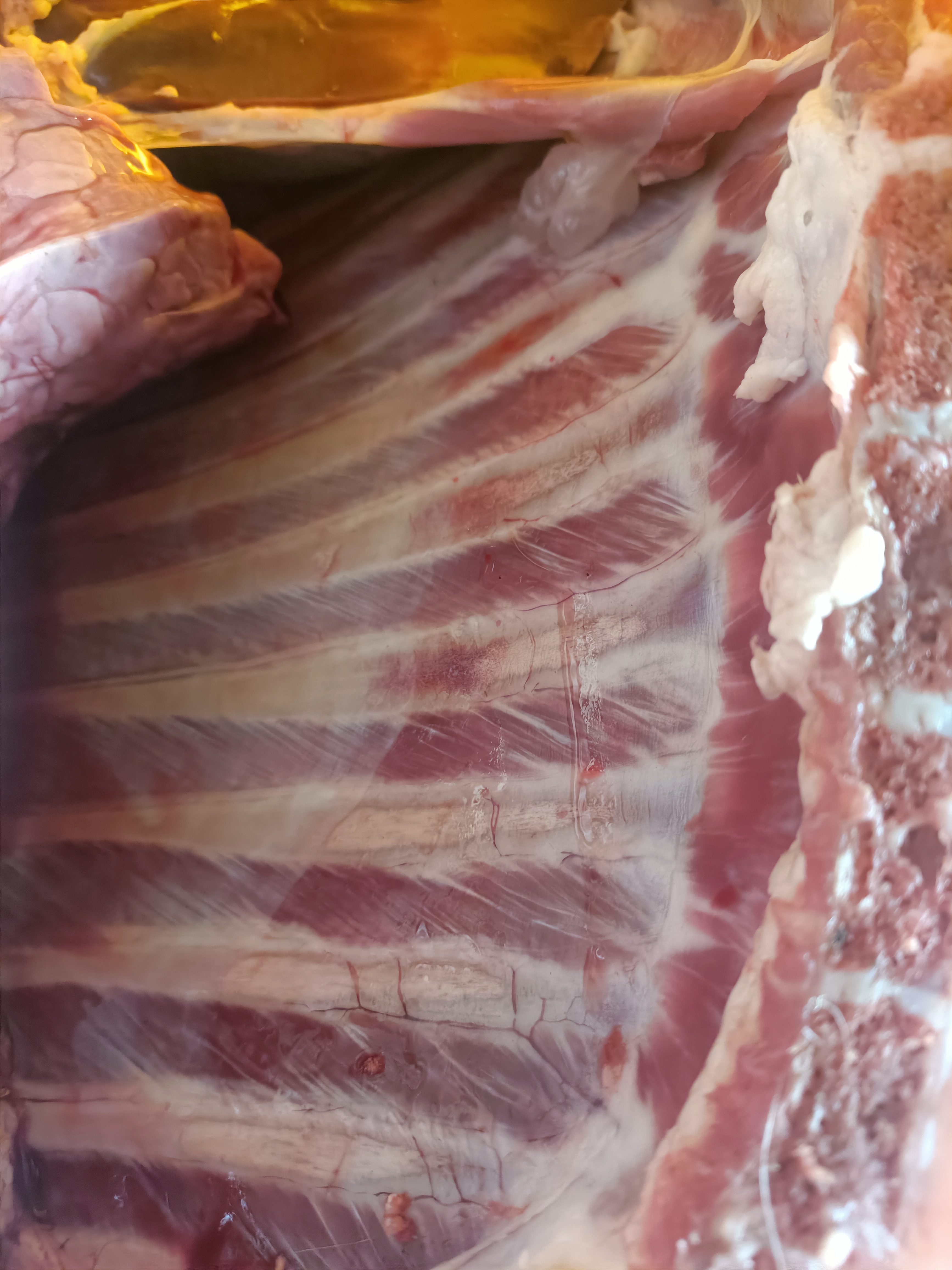 长白山大山里自己养的跑山羊