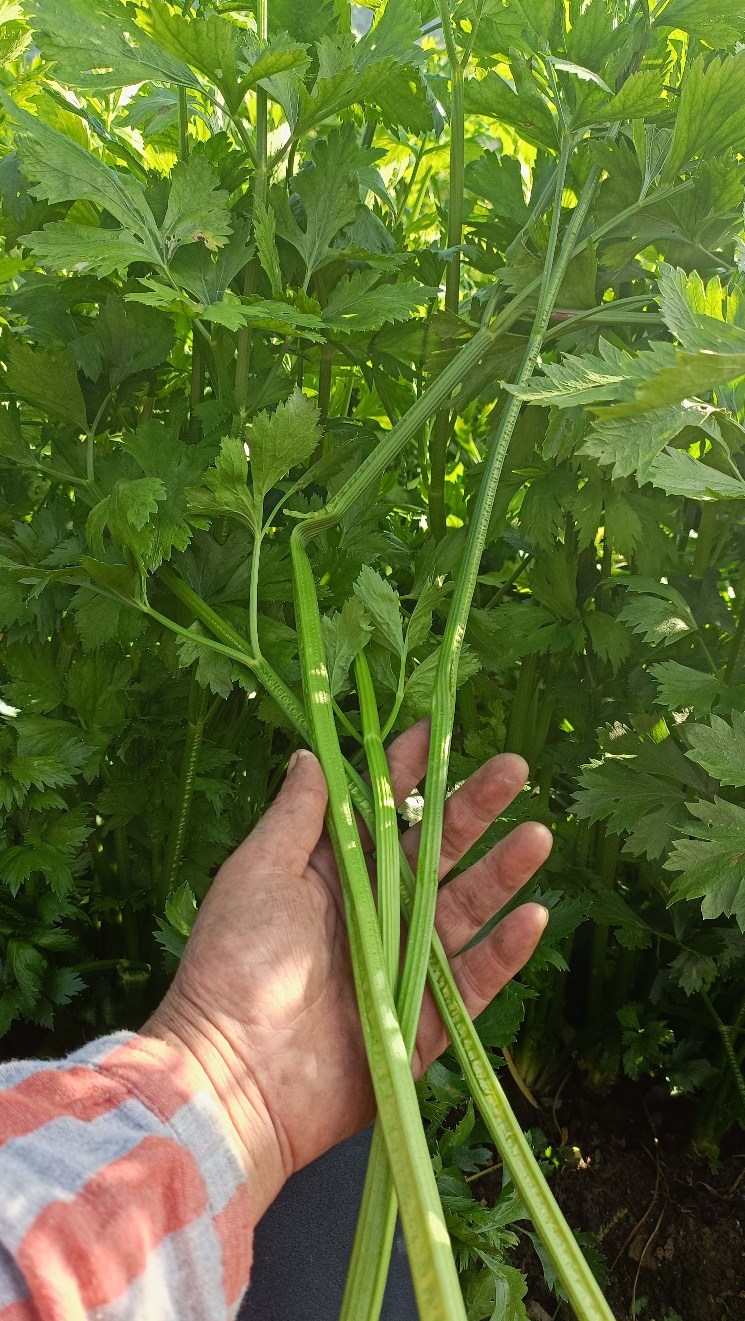 吉林省白山市松树镇煤矿自己小园种芹菜