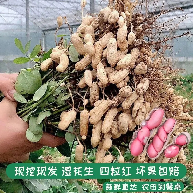 新鲜现摘湿花生农家自种四粒红带壳新鲜花生1斤3斤5斤坏果包赔