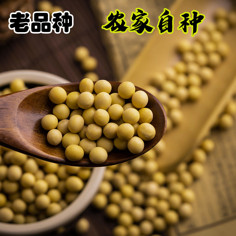 2025贵州高山黄豆农家自种生态种植非转基因五谷杂粮老品种黄豆