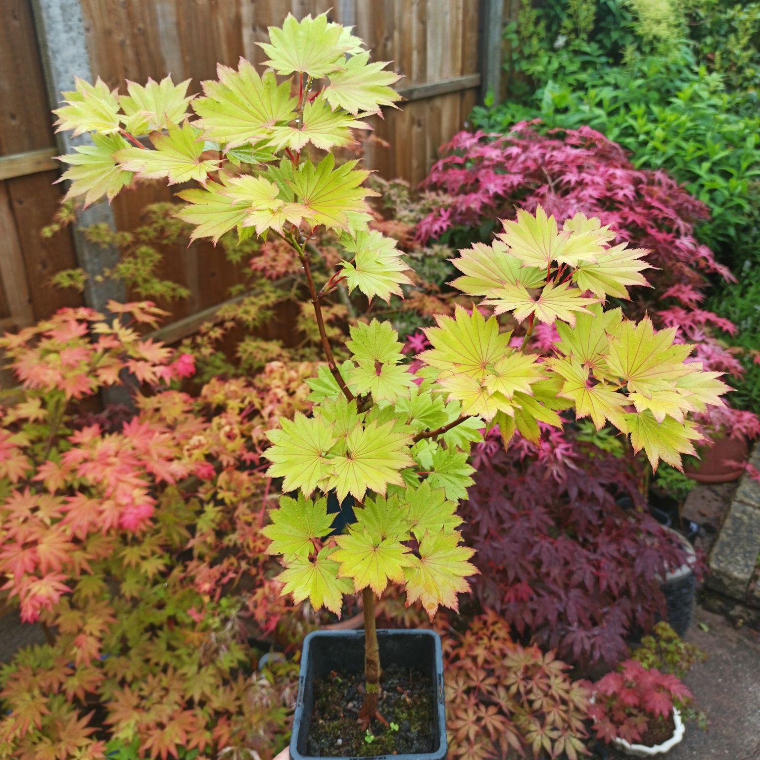 【荷兰进口C3金隐】盛之轩枫树岭花园阳台园林盆栽