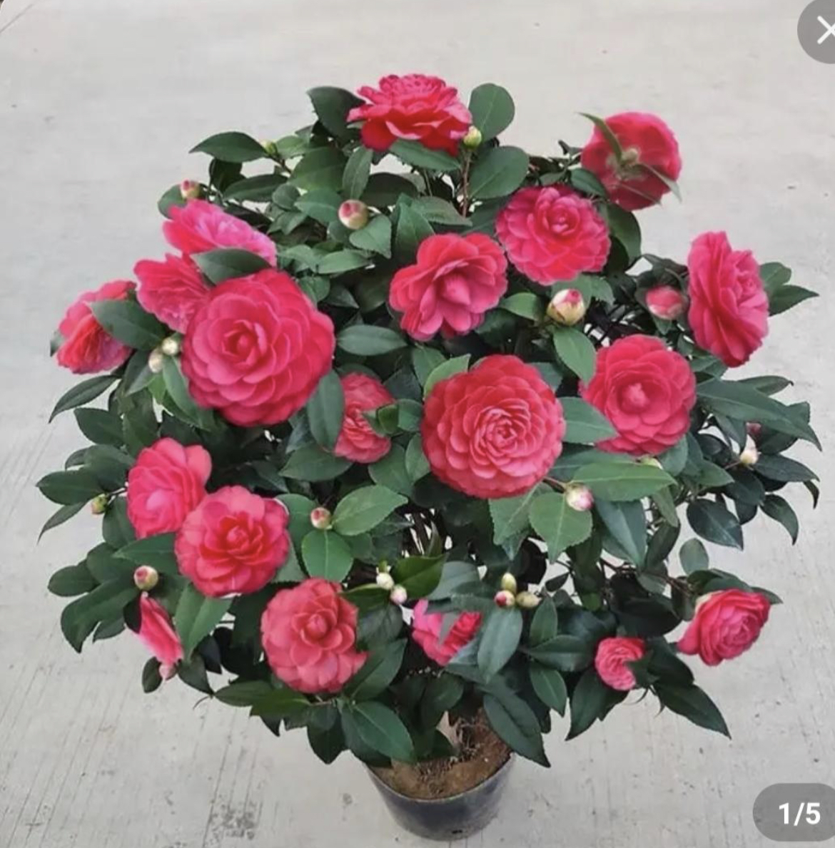 红赤丹，耐冬茶花