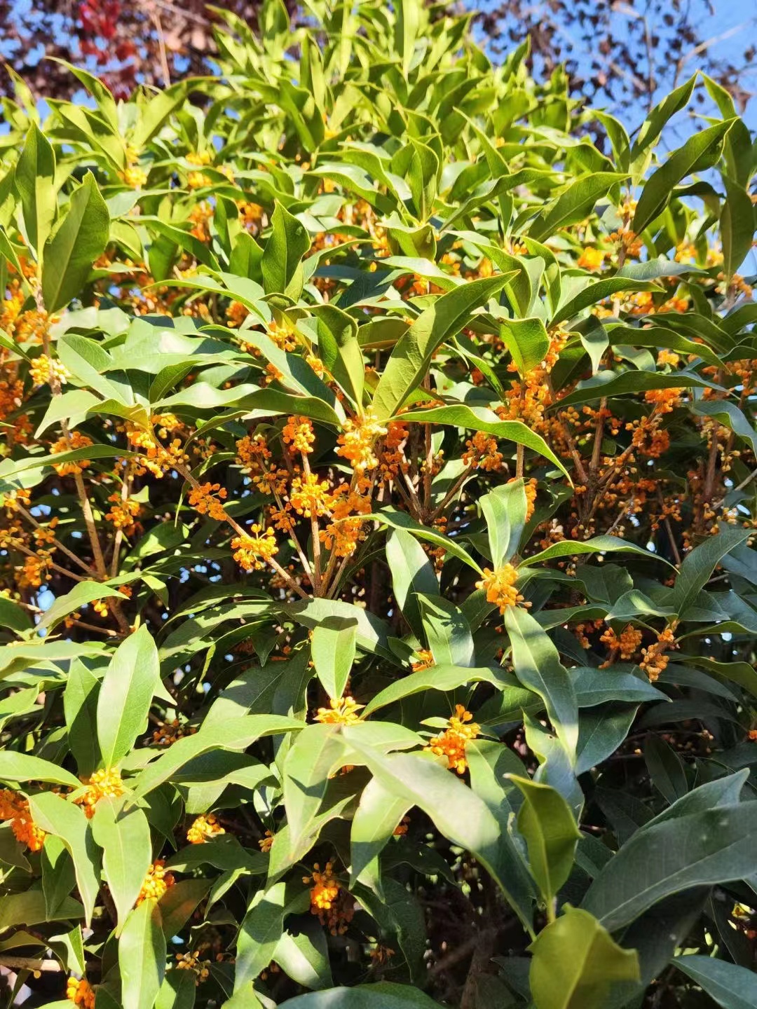 桂花，金桂，银桂，丹桂