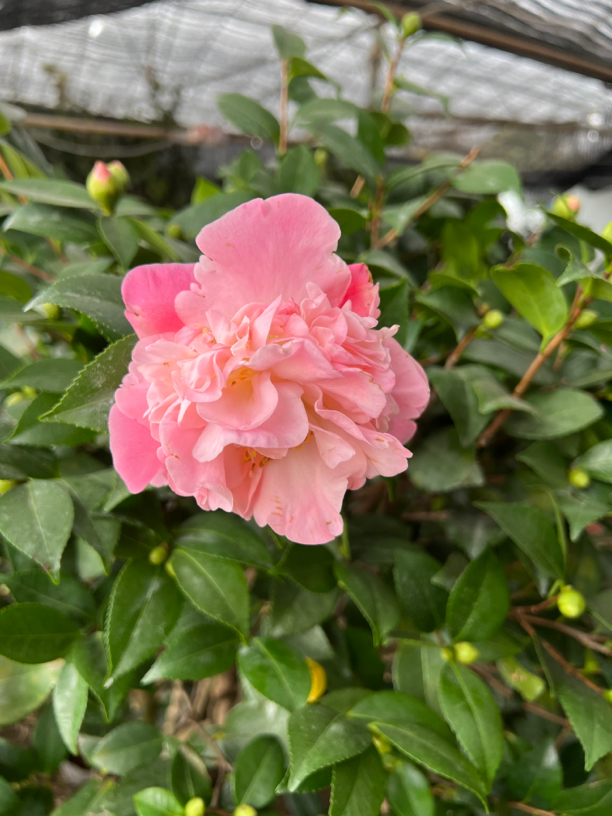香妃茶花，开花浓香型，粉色花瓣