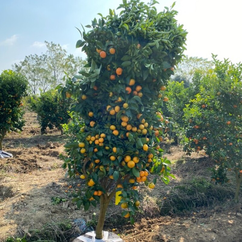 砂糖橘大树带土球， 杯苗