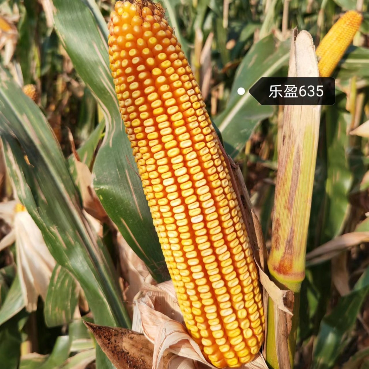 乐盈635玉米种子，积温2650-2700，密度3500株每亩