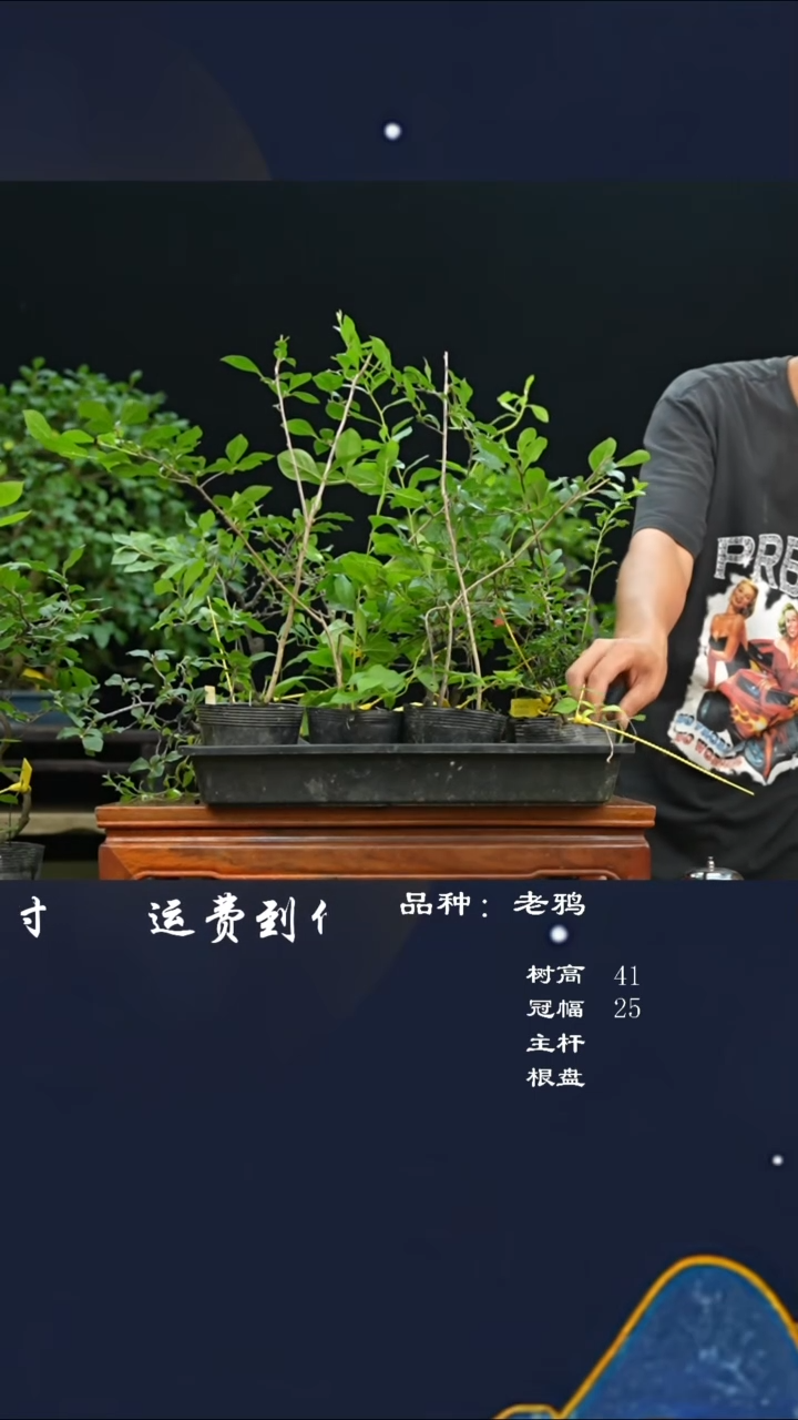 【闪购商品】15棵老鸦