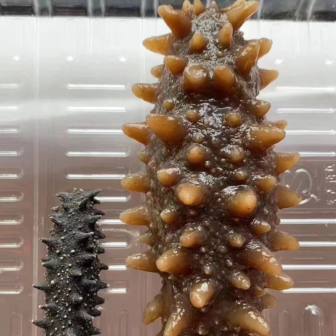 烟台淡干海参500g