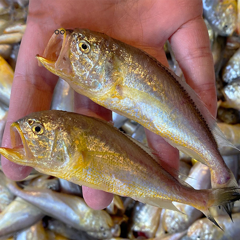 【4斤梅童鱼】一斤30条左右东海野生海捕梅童鱼大头宝【嫌小慎拍】