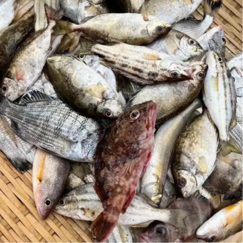 杂鱼代拍链接【以直播间为主】