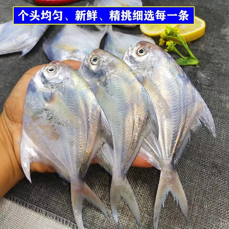 鲳鱼4斤/每斤5条左右/东海野生海捕超低温冻发产顺丰包邮