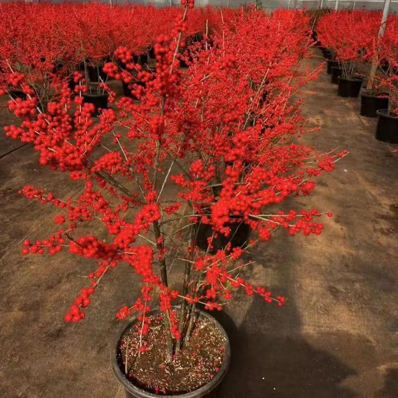 北美冬青年宵花室内盆栽庭院老桩绿植花卉耐寒植物