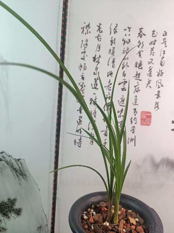 连辧兰心心相印开花浓香型，艺色很美，根系稳定适合放在客厅阳台