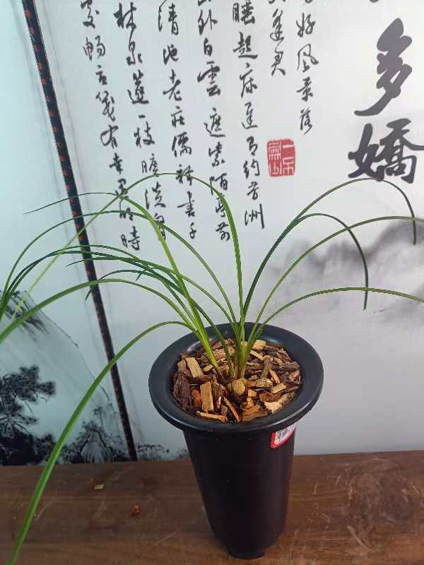 连瓣兰黄金中透，艺色很美，根系稳定非常漂亮