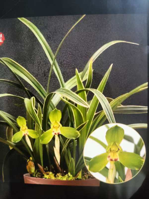 春兰金富贵开花浓香适合放在客厅阳台