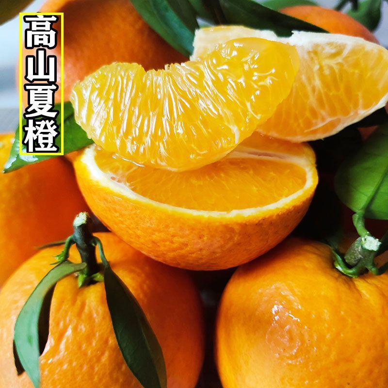 【桂林高山夏橙】现摘现发农家当季水果橙子不抛光不打蜡