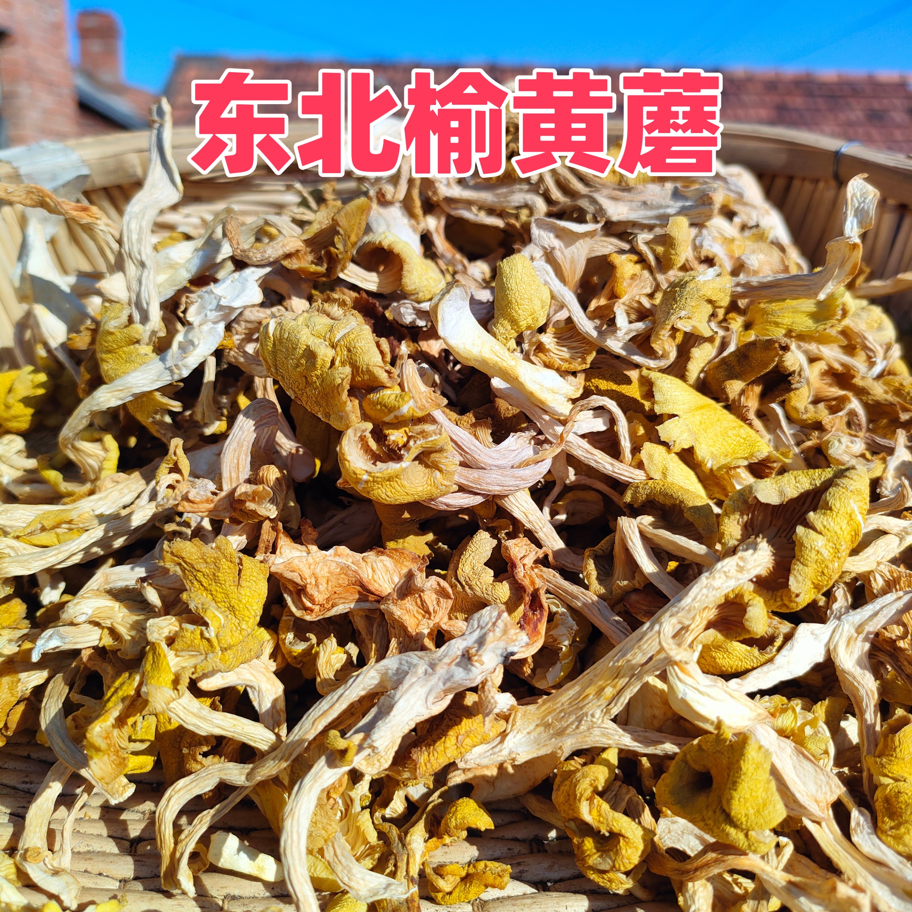 东北黑龙江特产榆黄蘑新蘑菇250克500克包邮