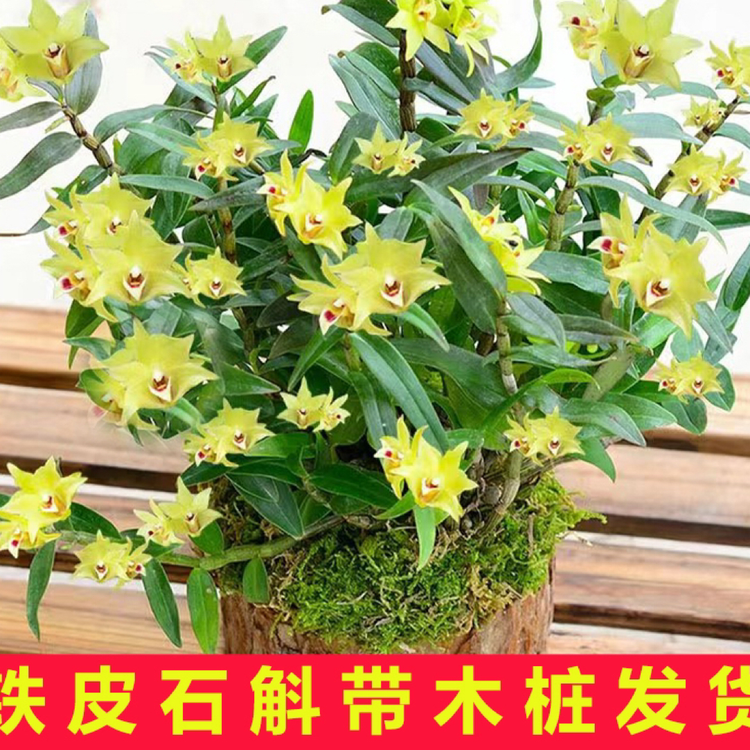 雁荡山3年苗 木桩铁皮石斛办公室懒人绿植花卉煲汤直销兰花花卉