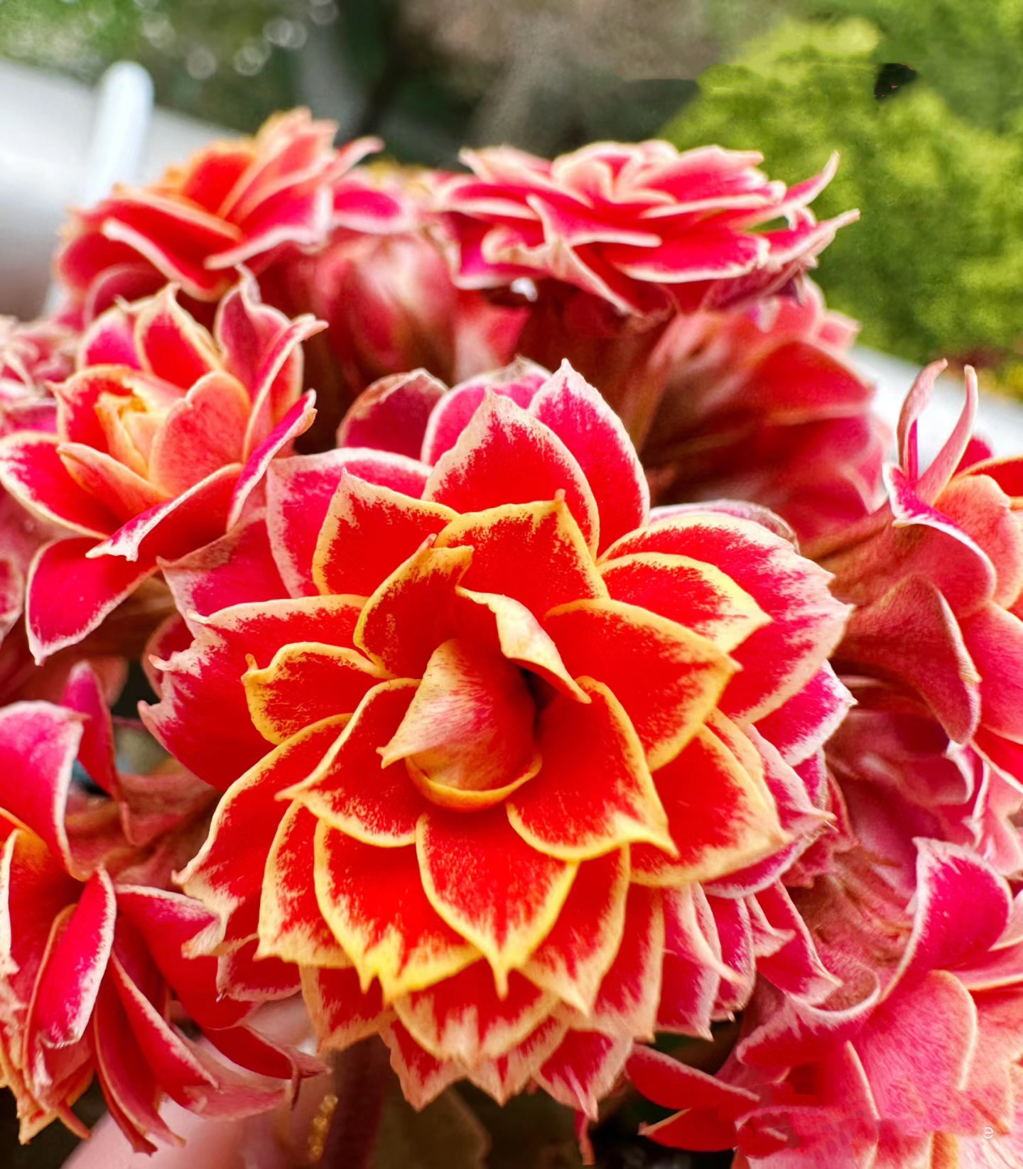 【金丝带】120盆长寿 稀有大花品种 基地直发