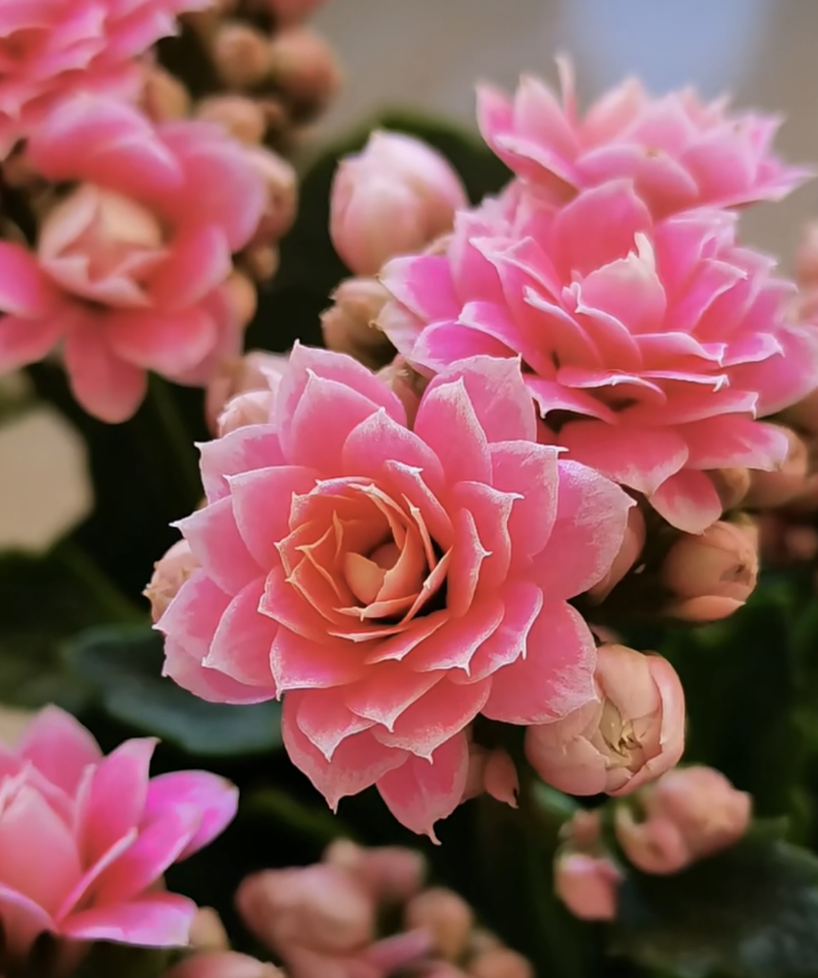 （亮妍110盆）一代种苗长寿 稀有大花品种 基地直发