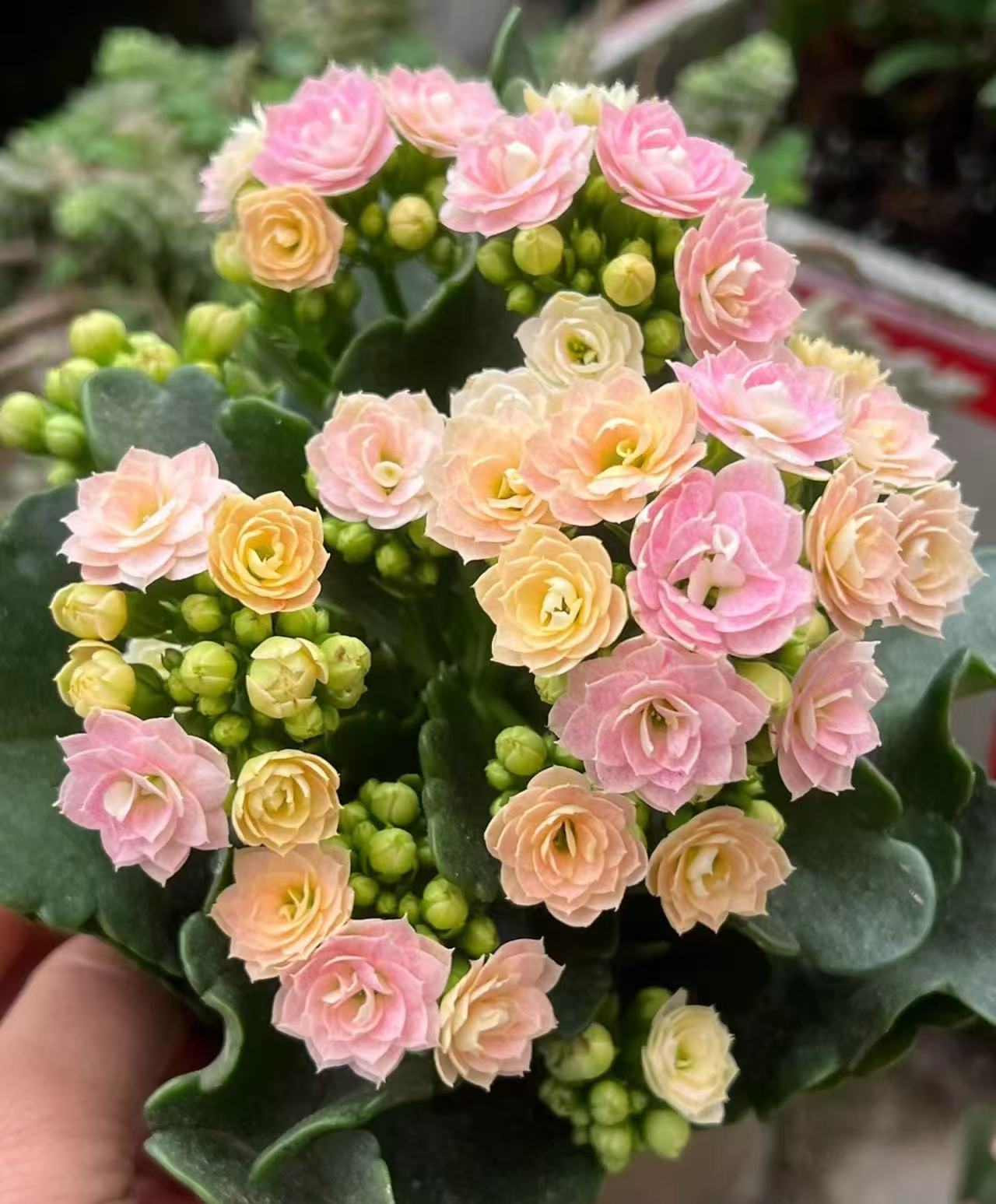 【奶油睡莲】120盆长寿 稀有大花品种 基地直发