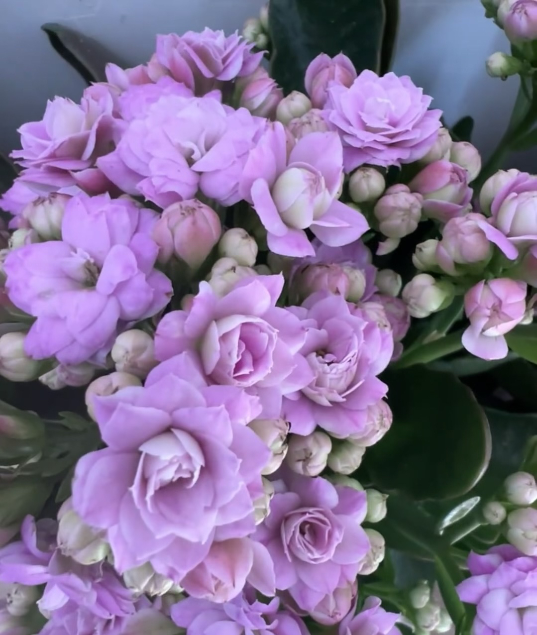 （梅尔迪斯）110盆一代种苗长寿 稀有大花品种 基地直发