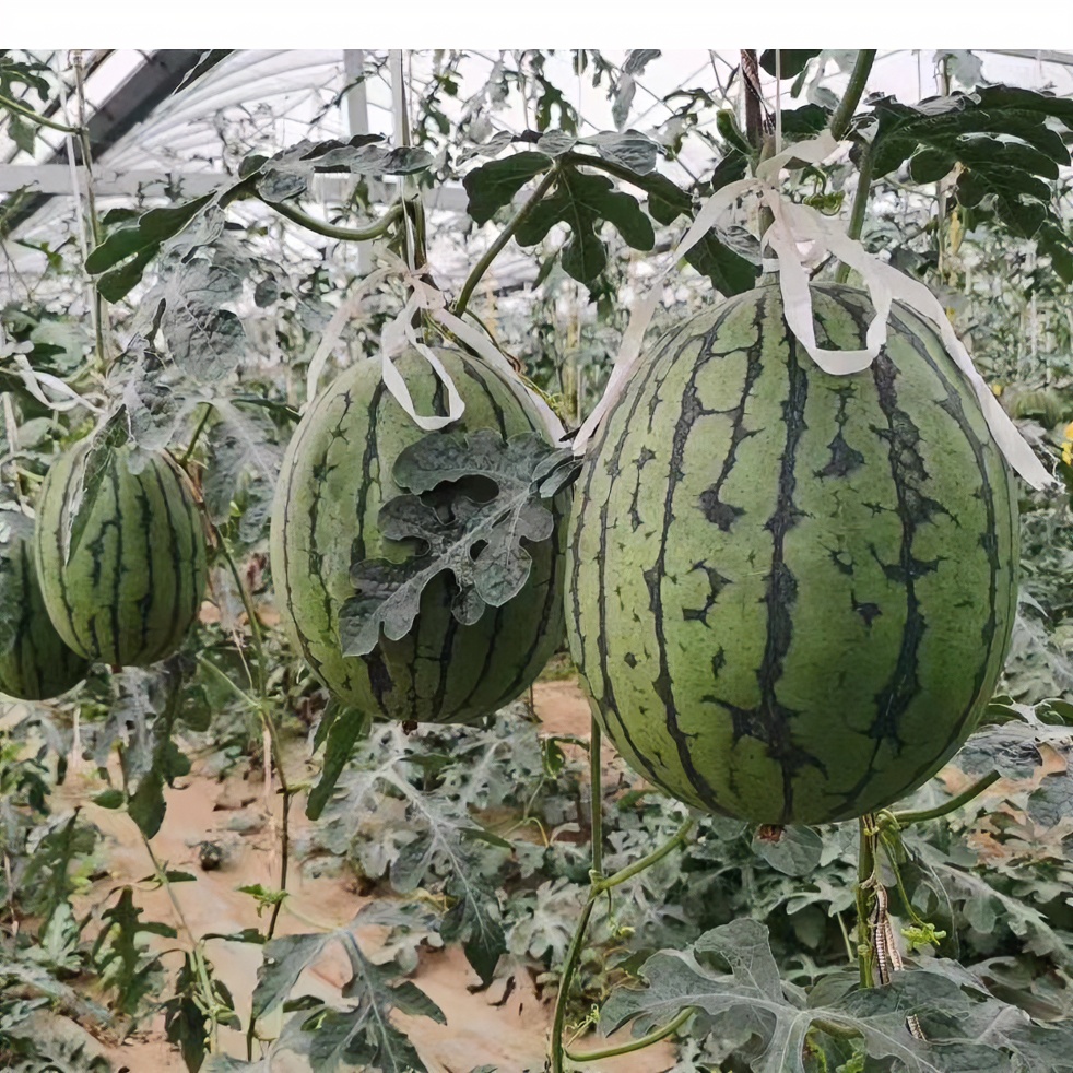 【寿光茂奎专属种植】蜜童子脆甜无渣香味浓郁亩产8000-10000斤