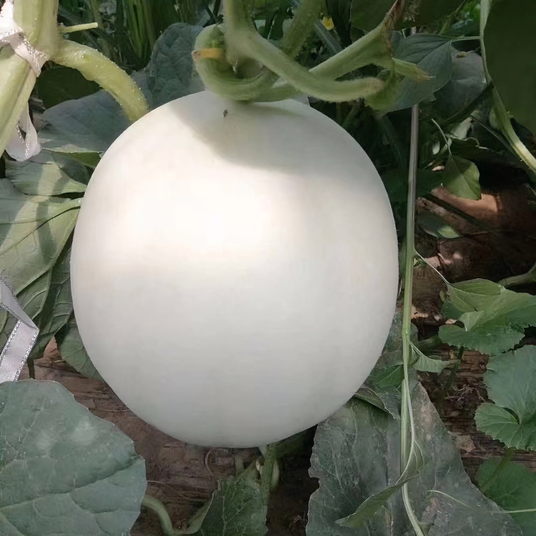 【寿光茂奎专属种植】大果正圆高糖抗裂玉菇甜瓜种种子