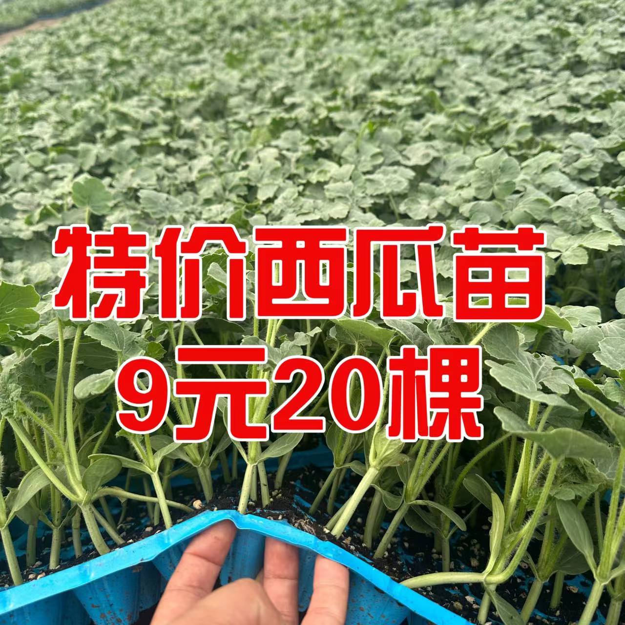 西瓜苗8424特甜麒麟超甜无籽美都西瓜秧苗盆栽地载种植西瓜苗