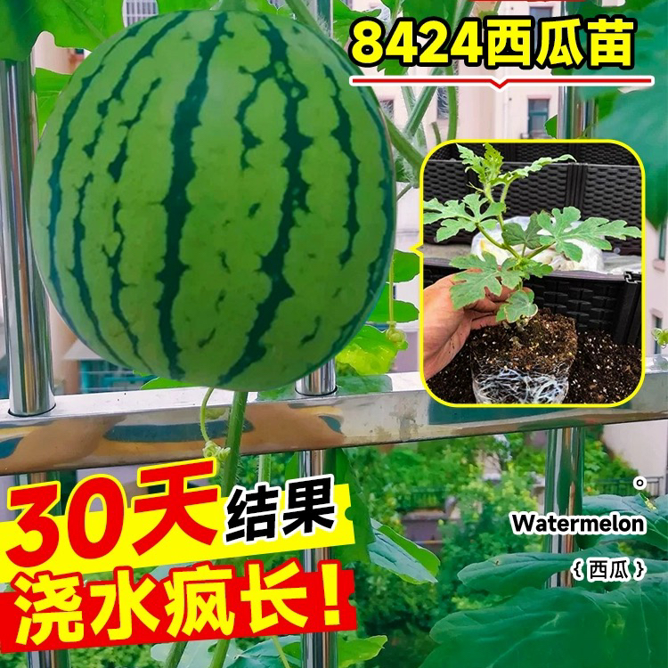 西瓜苗8424麒麟西瓜苗懒汉无籽西瓜秧四季南方阳台种植盆栽蔬菜苗