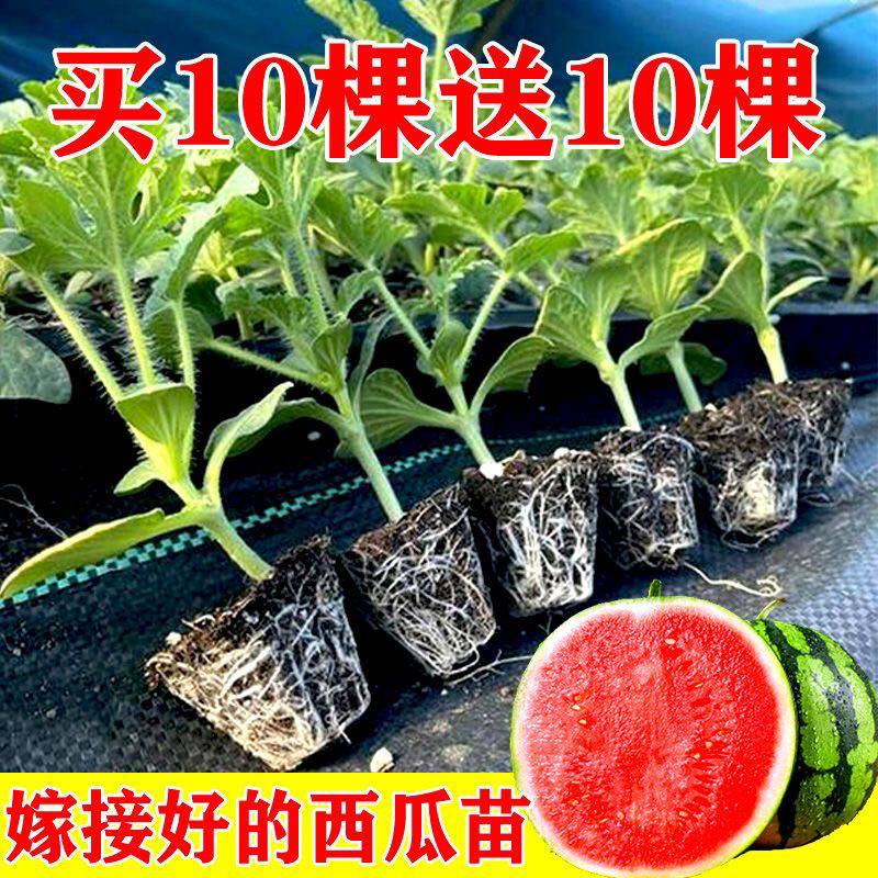 嫁接西瓜苗冰糖麒麟西瓜苗易种植好养活适合家庭小院盆栽种植