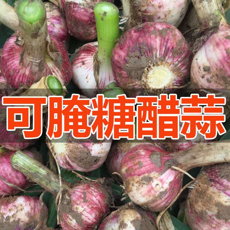 河南大蒜2025年现挖新鲜紫白皮大蒜头3斤5斤9斤湿蒜泡糖醋蒜 嫩蒜