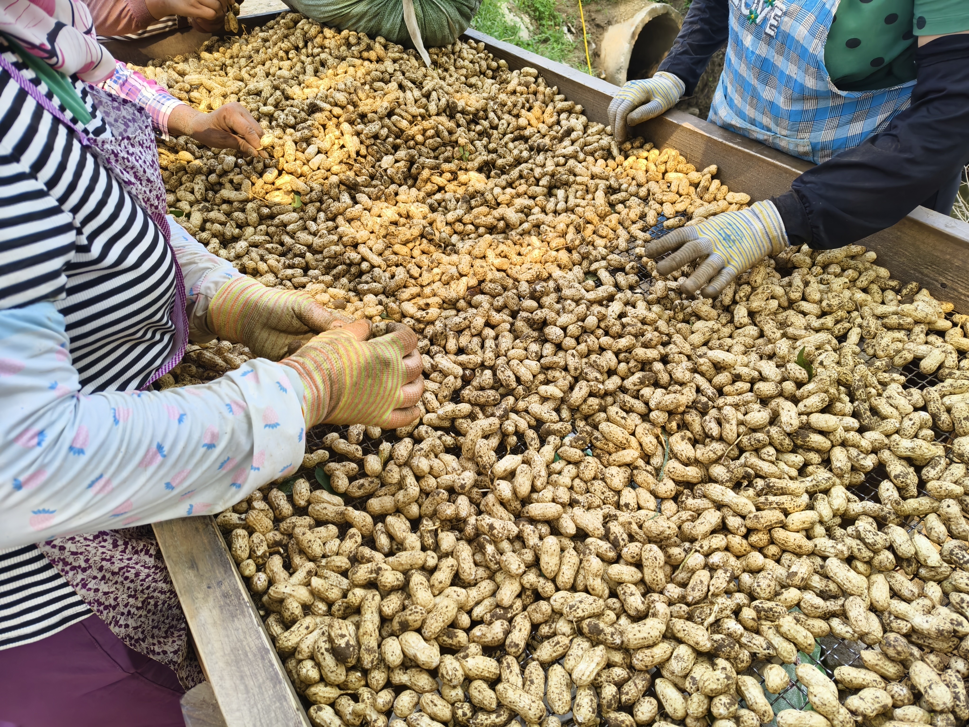 大白鲨花生鲜花生大量有货地头采收一手价欢迎老板洽谈