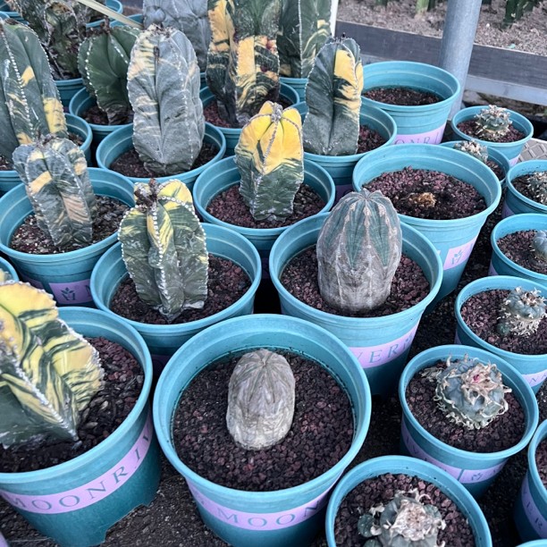 精品仙人球一物一拍