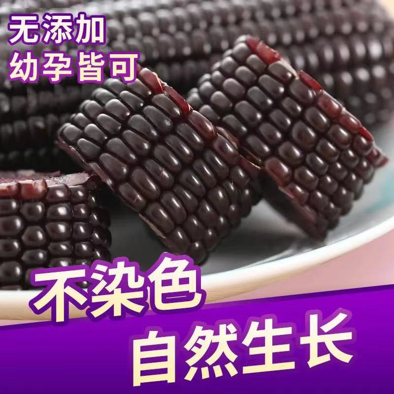 2024头茬 普20品种 东北黑糯玉米 280g*10根