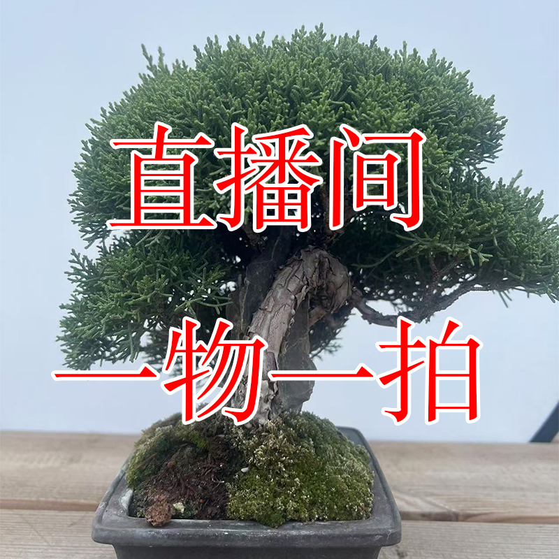 松柏杂木造型盆景【10-100】规格盆栽齐全造型美观 一物一拍